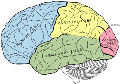 scientists-find-way-to-disrupt-brain-tumour-stem-cells