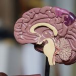 brainy brain brain featured