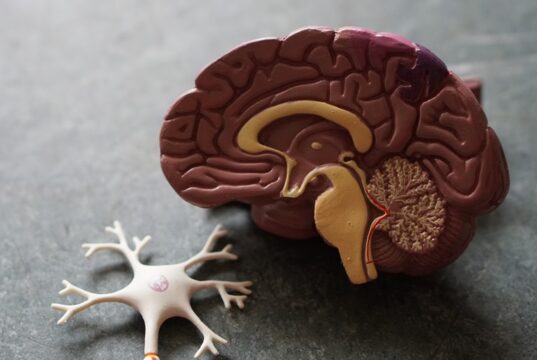 “Largest meta-analysis to date” reveals aneurysm prevalence has doubled over the past 20 years
